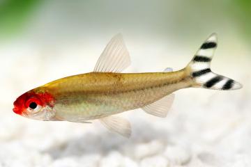 Don corydoras et Nez rouge