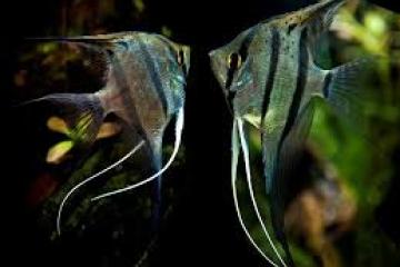 Don de Poisson Scalaire