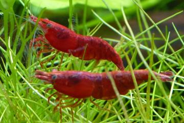 Crevettes Neocaridina Davidi : red sakura /redcherry