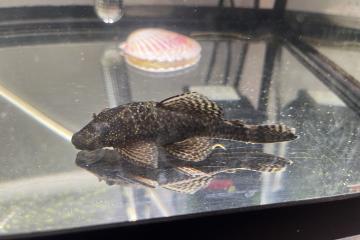 Ancistrus