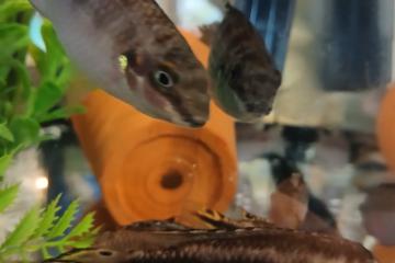 Kribensis