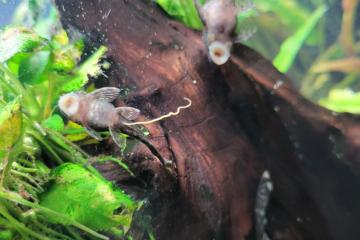 ancistrus toutes tailles