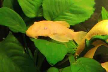 Vends Ancistrus Gold (Dolichopterus)