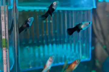 Black Molly, Guppy, Platy, Veuve noir
