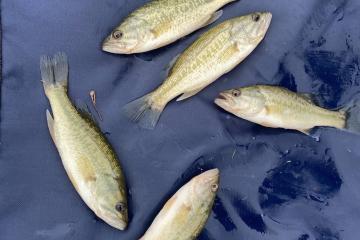 Black bass