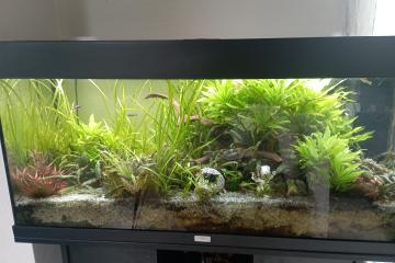 Recherche poissons eau chaude