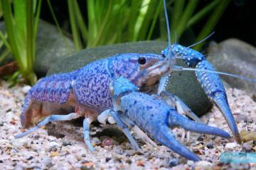 Ecrevisses bleues Procambarus alleni