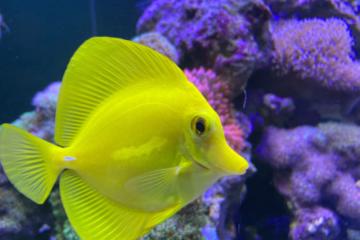 zebrasoma flavescens sauvage