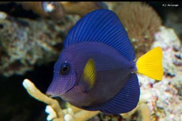 Zebrasoma xanthurum Sauvage