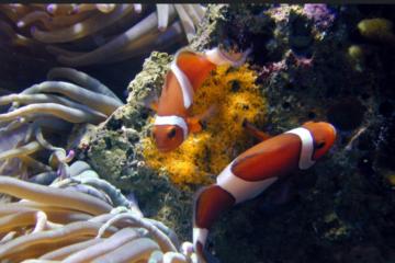 Couple poisson clown