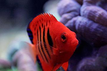 Poisson ange flamme