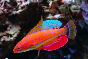 Paracheilinus carpenteri