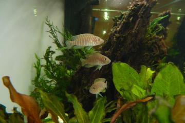 Cichlidés du Tanganyika (Neolamprologus similis )