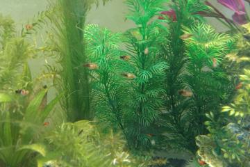 Platy