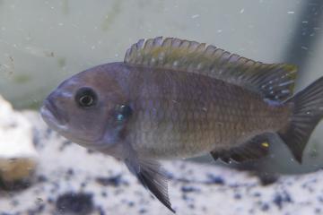Donne poissons cichlidés