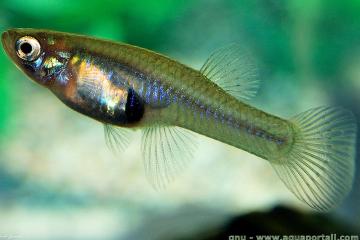 Poissons gambusie anti moustiques