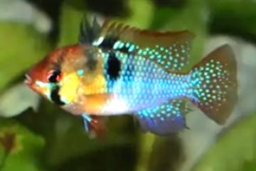 Mikrogeophagus ramirezi