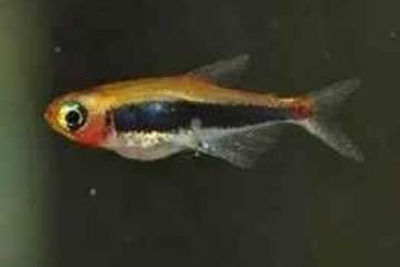 Tucanoichthys tucano
