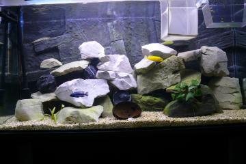 Donne aquarium et cichlidés