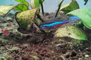 Neon cardinalis - crevettes