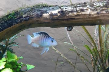 petit mbuna (Labidochromis chisumulae)