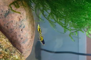 jeunes guppy Gloden Blue Japan - tiger - kohaku