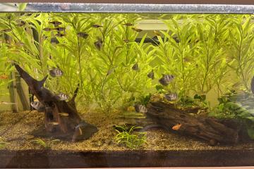 Aquarium 180L + pompe