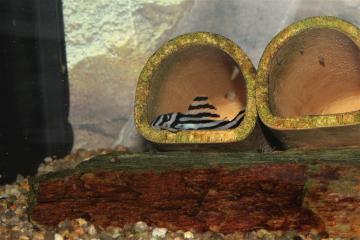Hypancistrus zebra