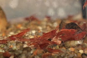 Neocaridina davidi "Red Fire"