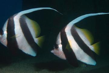 Vend 3 poissons d'eau de mer 2 Heniochus et un siganus (poisson lapin tacheté)