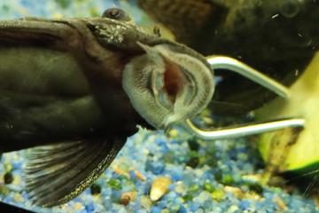 Poisson ventouse ancistrus