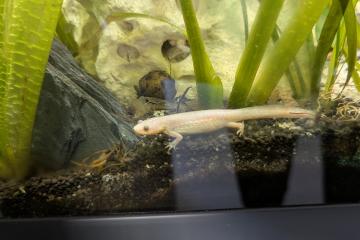 Poisson albinos pleurodeles