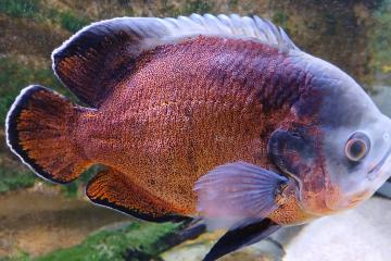 3 Astronotus ocellatus cuivre