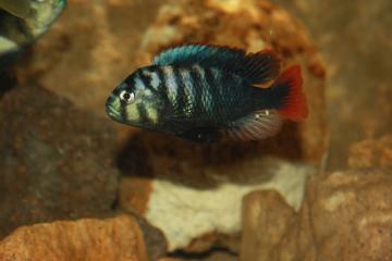 Neochromis rufocaudalis