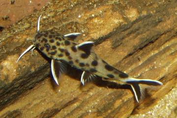 Synodontis lucipinnis
