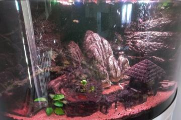 Guppys