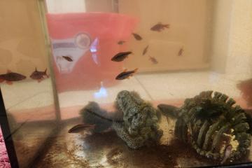 Don de poissons d'aquarium