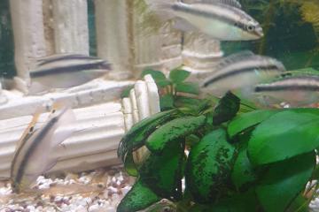 Pelvicachromis Pulcher