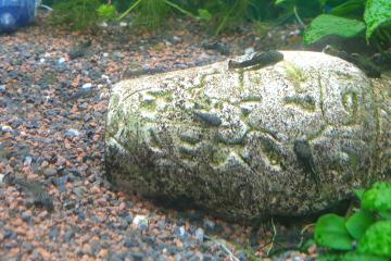 Ancistrus