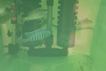 Scianochromis Friery Likoma Fx