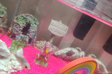 Poissons+ nourriture