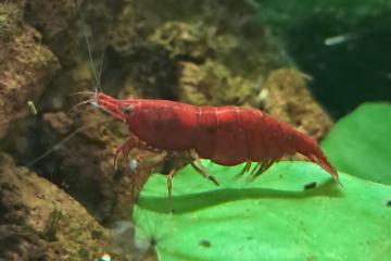 Neocaridina bloody mary
