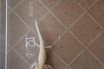 Axolotl