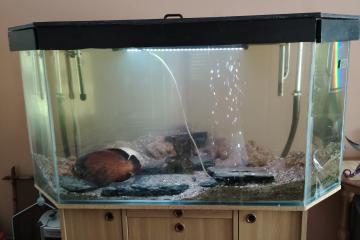 Aquarium d'angle 1080l plus poissons