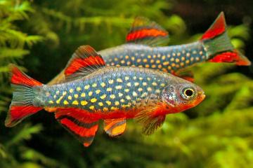 Microrasbora sp galaxy