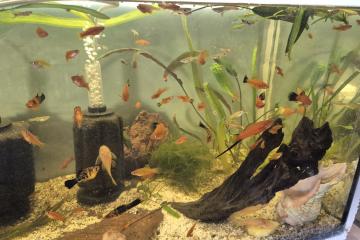 Poissons xiphos rouges et guppy