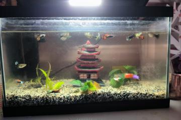 Aquarium complet
