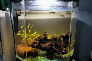 Aquarium complet