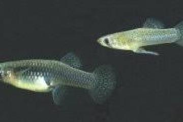 Poissons anti moustiques (gambusie)