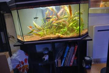 Aquarium + meuble + plantes + poissons.